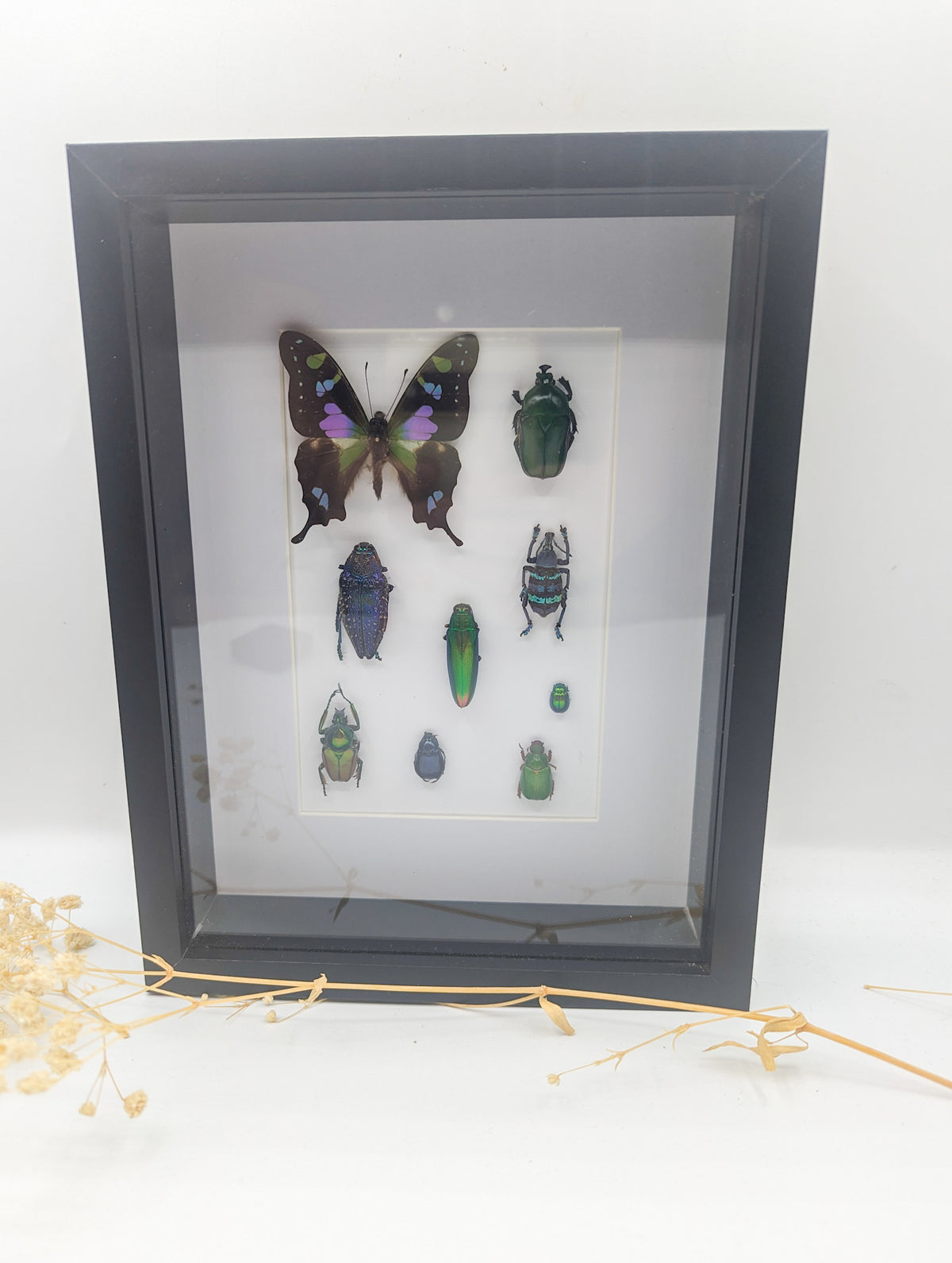 Cadre entomologique insectes bleu/vert/violet