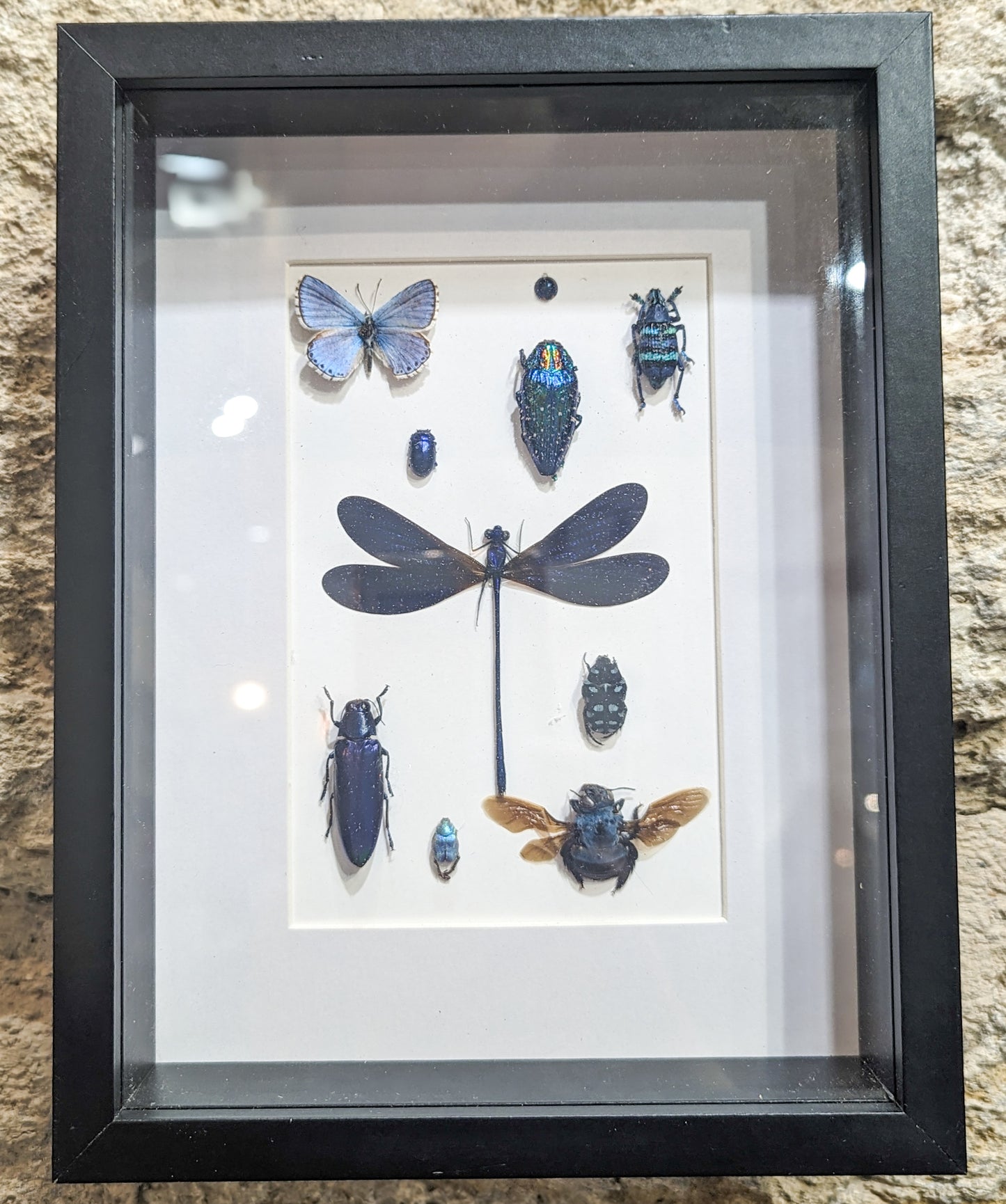 Cadre insectes bleu