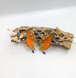 Boucles d'oreille "Naturalia" véritable papillon Appias nero