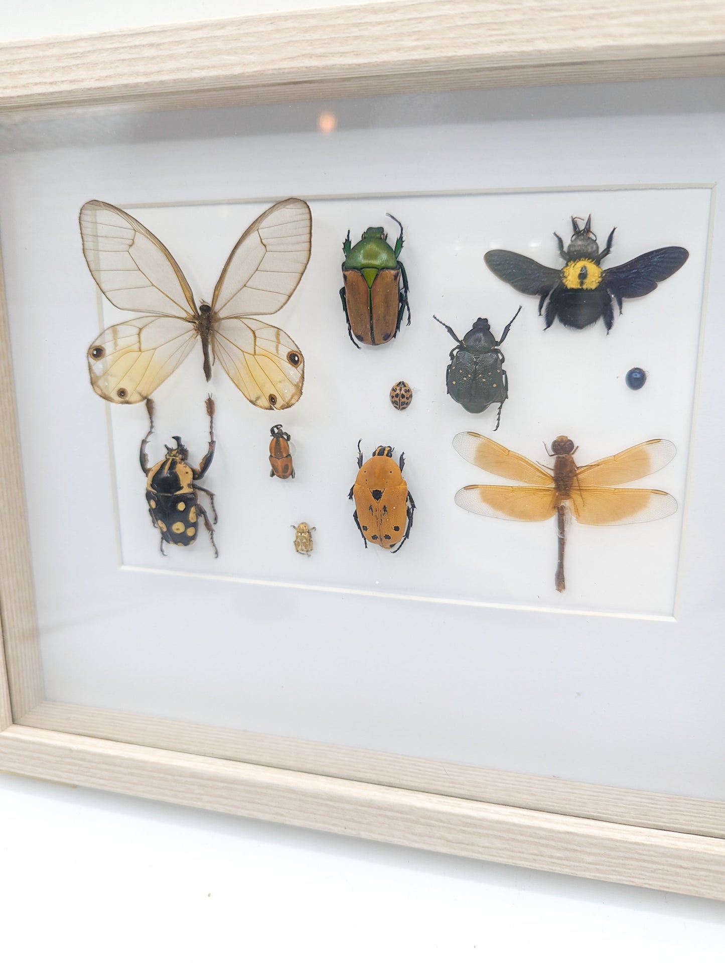 Cadre entomologique insectes brun/jaune moutarde