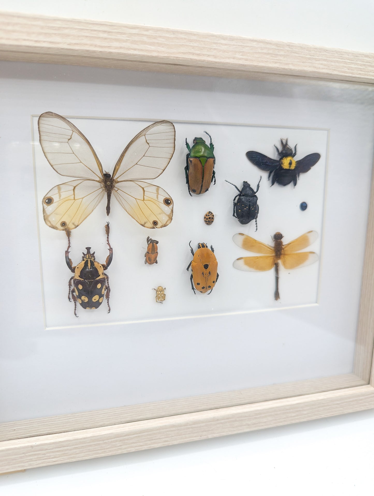 Cadre entomologique insectes brun/jaune moutarde