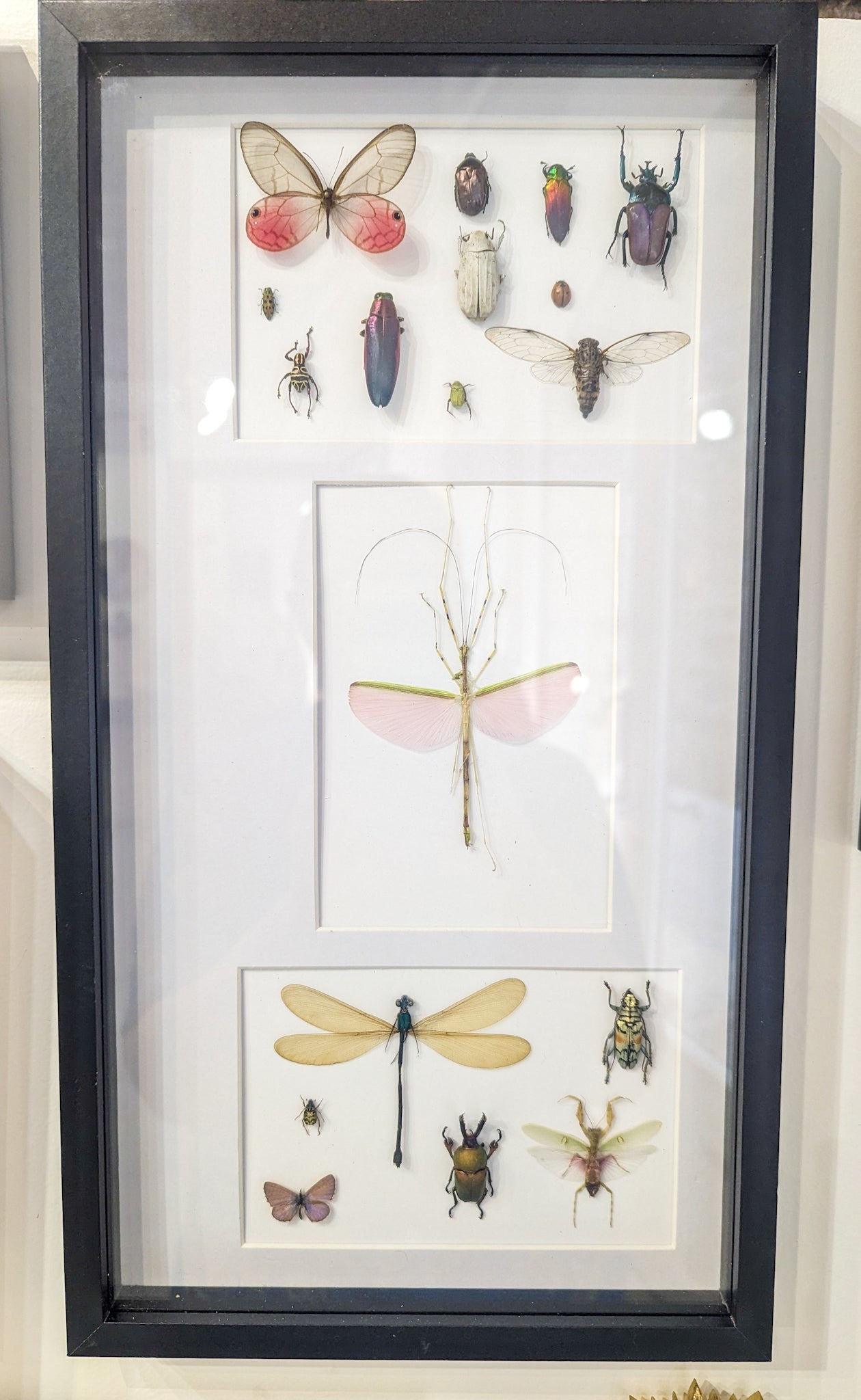 Cadre entomologique insectes rose