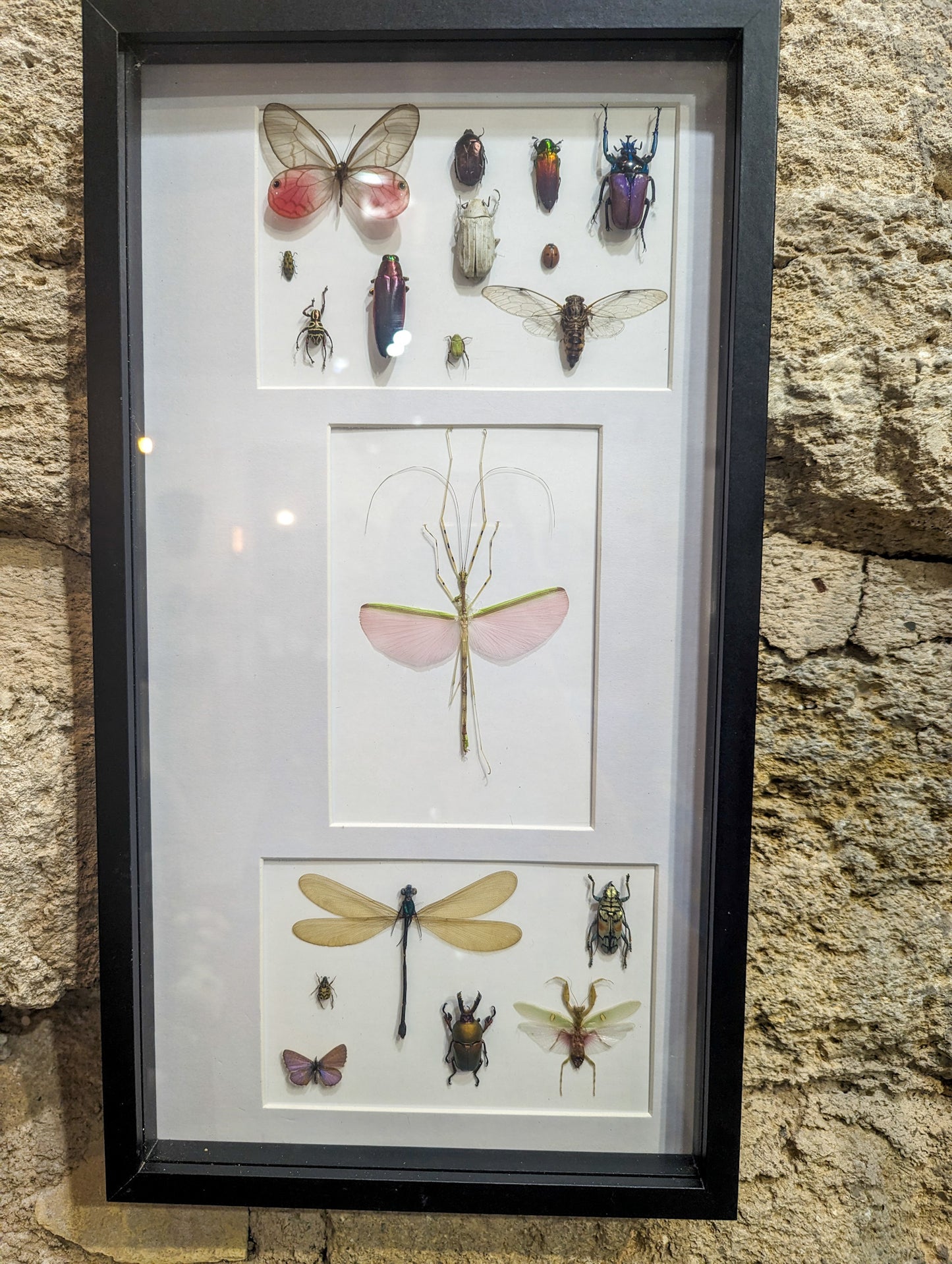 Cadre entomologique insectes rose