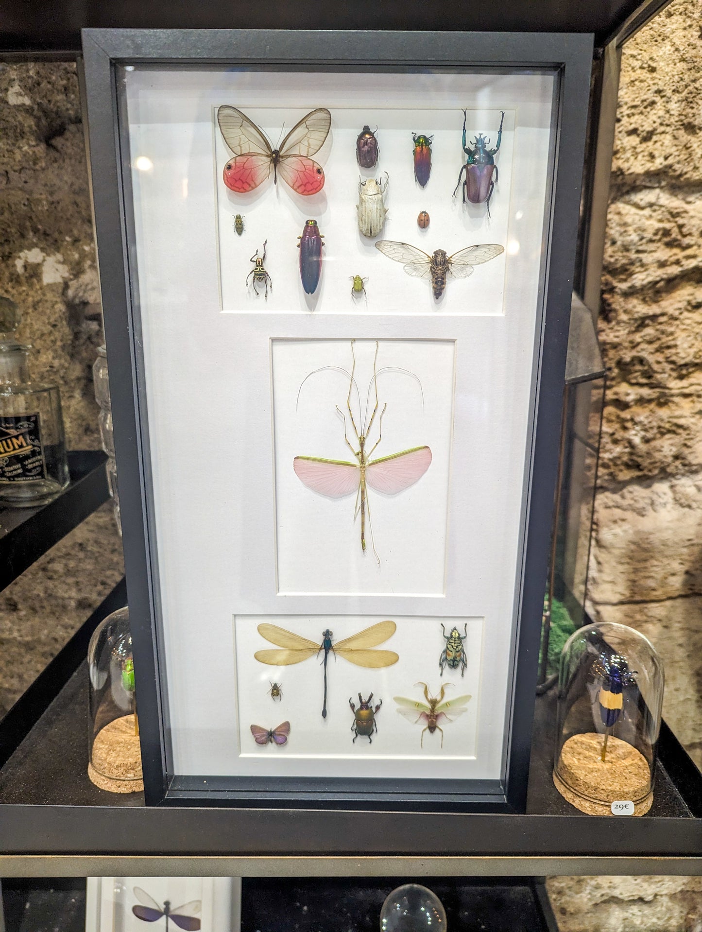 Cadre entomologique insectes rose