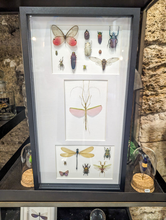 Cadre entomologique insectes rose