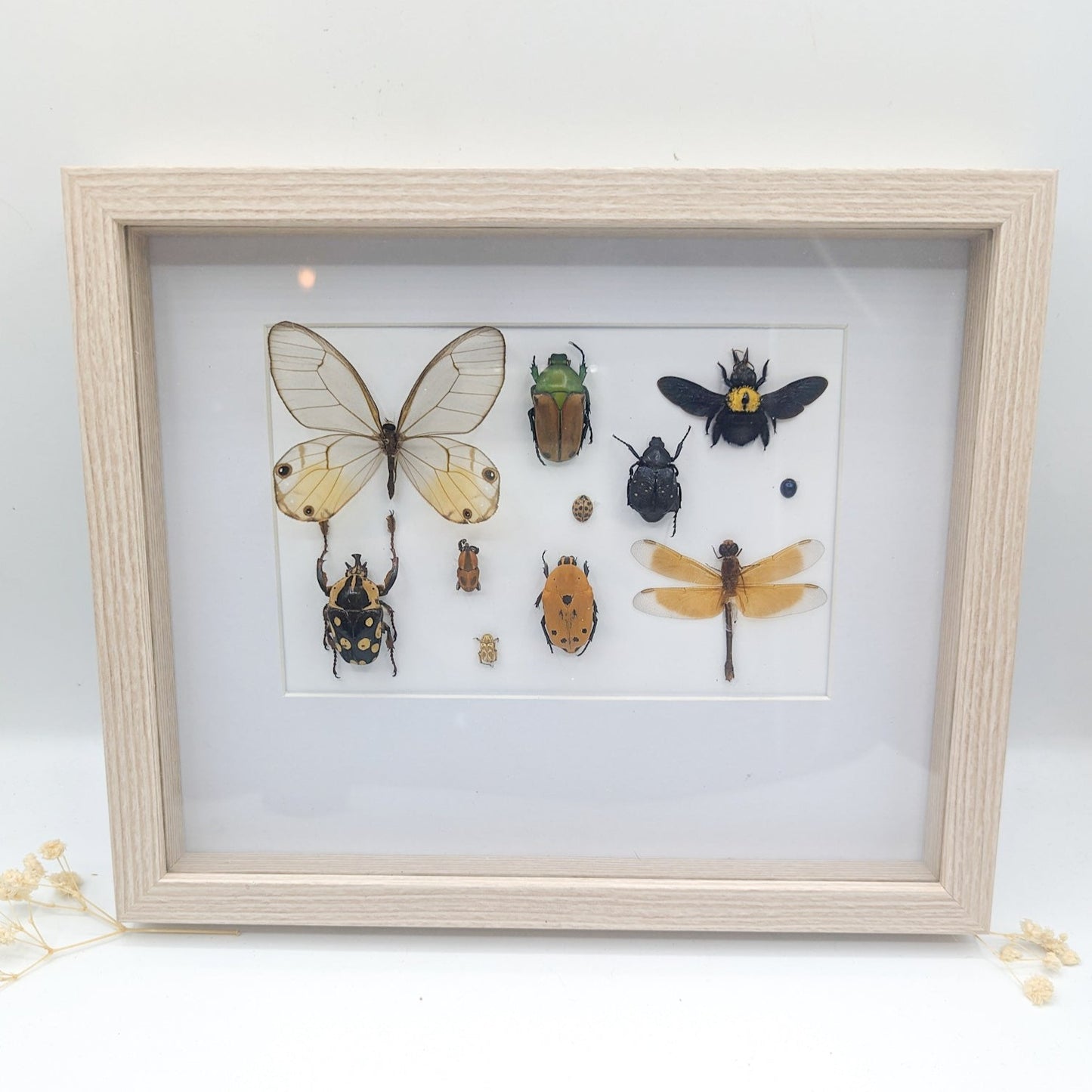 Cadre entomologique insectes brun/jaune moutarde