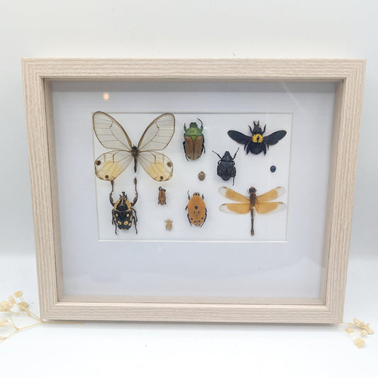 Cadre entomologique insectes brun/jaune moutarde
