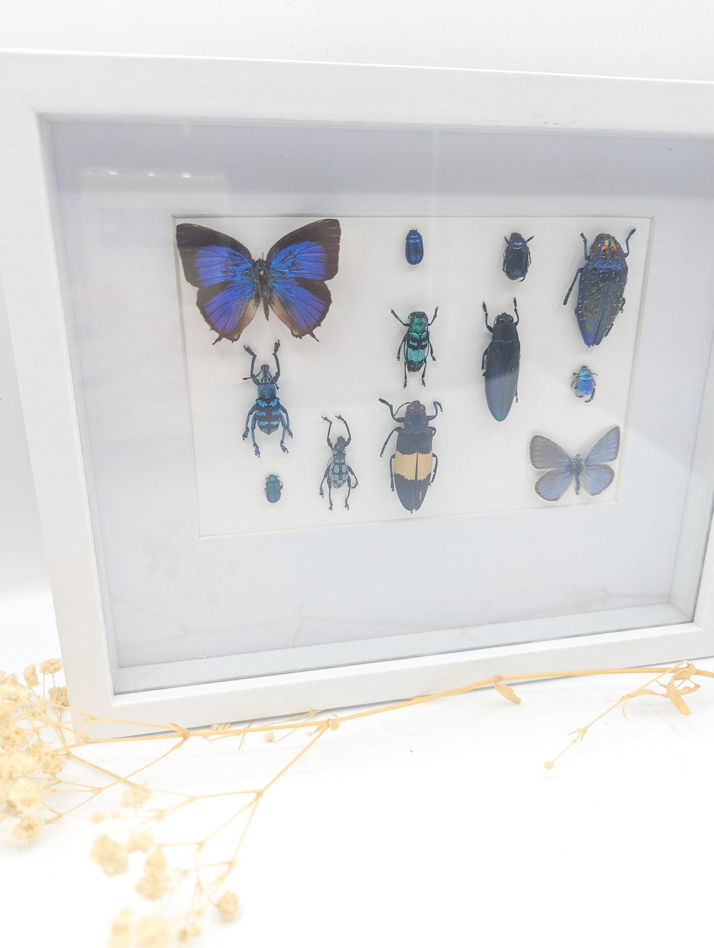 Cadre entomologique insectes bleu/vert