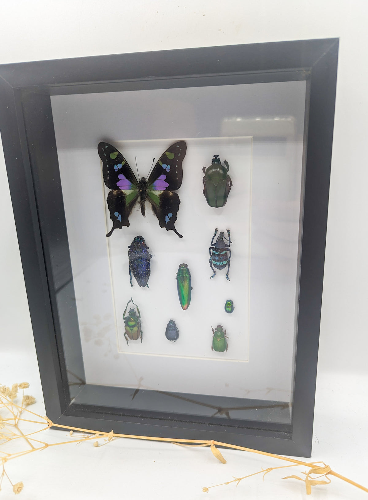 Cadre entomologique insectes bleu/vert/violet