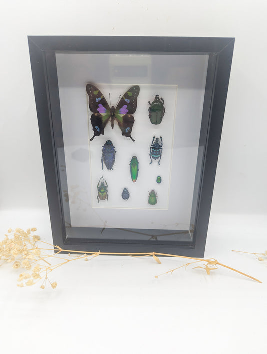 Cadre entomologique insectes bleu/vert/violet