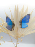 Vue de face boucles Sphynx Morpho Zephyritis – laiton argenté aile papillon bleu Victorian Rehab