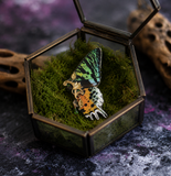Broche Art Nouveau papillon Sunset Moth vert et orange iridéscent – Victorian Rehab