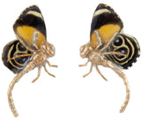 Boucles d'oreille clou Lulaby ailes de papillon Callicore orange