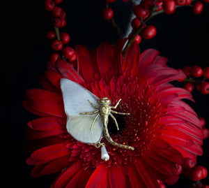 Broche "Lulaby" papillon Appias Albina